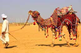 Rajasthan Camel Safari