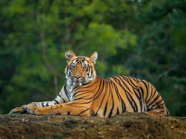 Wildlife Tour Rajasthan